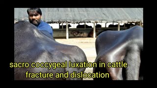 tail dislocation in cattlesacrococcygeal luxationfracture how vet diagnosed treatment options [upl. by Naek]