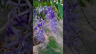 Sandpaper vine  Petrea volubilis [upl. by Lacym]