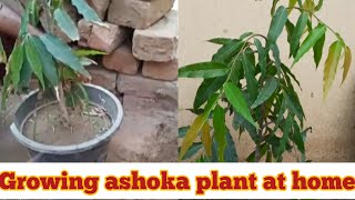 How to grow ashoka tree at home polyalthia longifolia KF gardening [upl. by Rus718]