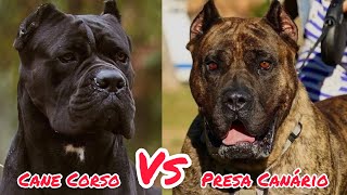 Cane Corso VS Presa Canário  Qual o mais valente [upl. by Ingold]