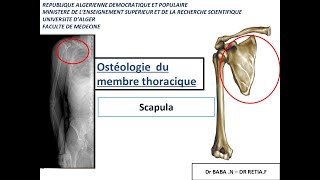 1ére année médecine  anatomie de la scapula et lhumérus [upl. by Kristofor346]