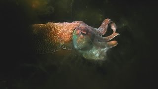 Giant Cuttlefish [upl. by Soll]