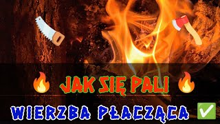 ✅ Jak sie pali 🔥 Wierzba płacząca Testujemy❗❓ [upl. by Souvaine]