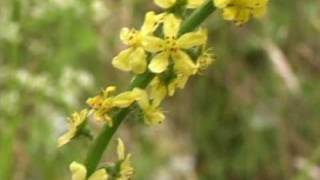 Bach Flower Remedies  Agrimony [upl. by Acile]