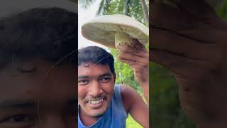 giant mushroom in my forest  పెద్ద పుట్టగొడుగు ఎప్పుడైనా చూశారా [upl. by Trovillion]