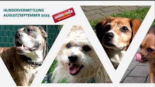 Hundevermittlung  AugustSeptember 2023 Tierheim Hannover TV [upl. by Shu]