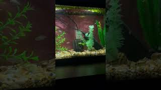 Shell dwellers on my desk like and subscribe for more fish videos [upl. by Crescint]