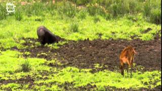 Marshbuck  Sitatunga Tragelaphus spekii [upl. by Vonni]