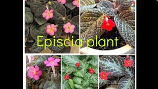 Episcia flame violet care and propagation in Malayalam [upl. by Bendicta]