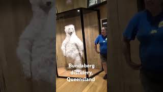 Bundaberg distillery preview [upl. by Grassi56]