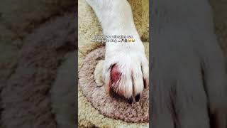 I lost my dog bcz of paw allergies😭 Spreading awareness to use paw protectors 🥹 [upl. by Lerat]