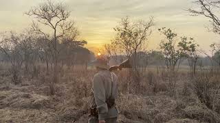 Buffalo Hunt with a 425 Westley Richards Double Rifle during Oct 2023 Niassa Province Mozambique [upl. by Naux]