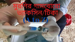 Gumboro Vaccine Processing and Its Application into Sonali Birds in Bangladesh [upl. by Innoj995]