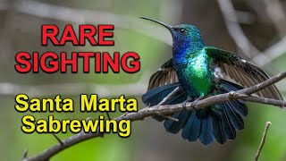 RARE BIRD SIGHTING Santa Marta Sabrewing Hummingbird [upl. by Malvina]