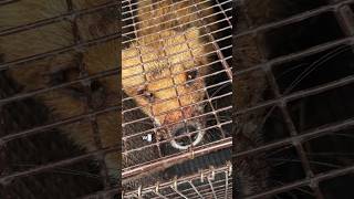 Fox with Sarcoptic Mange Rescue willdlife lwildlifewednesday wildliferescue fox [upl. by Nava]