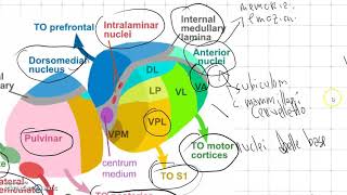 I nuclei del talamo [upl. by Gorga]