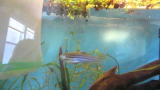 How to tell when your Zebra Danios are ready to Spawn [upl. by Gillian]