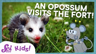 Meet the Marsupials  SciShow Kids [upl. by Anawik]