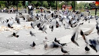 Trollstation Laxative Pigeon Prank [upl. by Magan389]