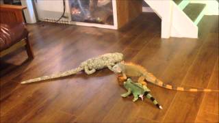 iguana vs toy [upl. by Enaywd]