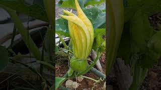 Baby butternut squash labu vegetables plants [upl. by Noella]