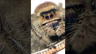 Cute Jumping Spider [upl. by Nylaj]