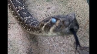 Rattlesnake comes when Called 2 [upl. by Dallis]