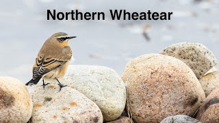 Northern Wheatear [upl. by Lehcear]