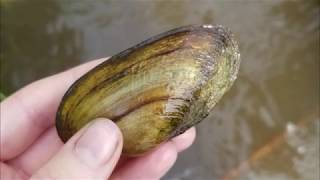 Behind the Scenic Views  Freshwater Mussels [upl. by Youngman]