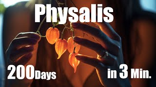 Growing Physalis Plant from Seed to Fruit 🌱 200 Days Time Lapse  Full life Cycle [upl. by Molli]