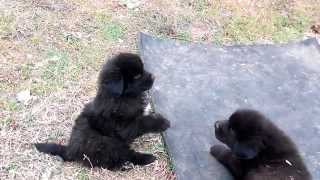 Tibetan Mastiff puppies fight [upl. by Ydnac]