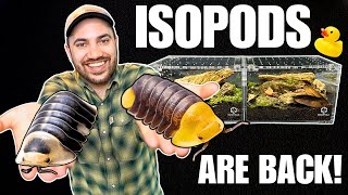 MEET MY DUCKY ISOPODS How to Setup up a Cubaris Isopod Terrarium [upl. by Burkley]