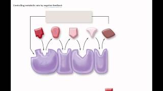 Factors that effect enzymes negative feedback [upl. by Ahsilet708]