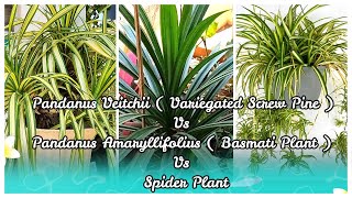 Pandanus Veitchii  Variegated Screwpine or Golden Pandanus   Growing Tips  Care and Propagation [upl. by Atinuj]