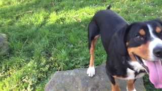 An Entlebucher Mountain Dogs Waggy Tails Alfies Blog [upl. by Zaremski]