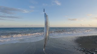 Surf casting for Ribbon fish aka cutlass fish 🇯🇲 [upl. by Valorie]