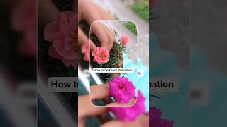 🌹How to do cross pollinationflowers youtubeshorts vairalshort shortsfeed terenging [upl. by Rialc]