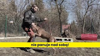 Piękny amstaff ale nie panuje nad sobą [upl. by Hermie292]