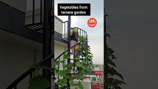 todays harvest terracegarden vegetables youtubeshorts [upl. by Pirzada454]