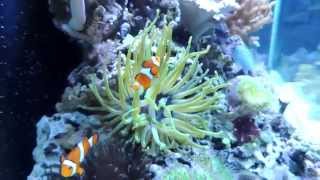 New Corals and Condylactis Anemone 11 11 2014 [upl. by Ahsieyk]