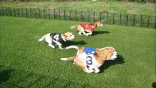 Beagle Racing Highlights 2008 [upl. by Pisarik511]