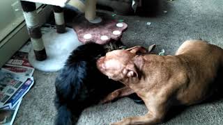 Maine coon cat attacks 80 lb Pit bull [upl. by Gus]