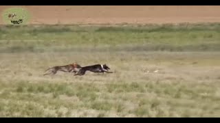 CAMPEONATO DE CASTILLA LA MANCHA DE GALGOS GRUPO III OCTAVOS [upl. by Bennion]