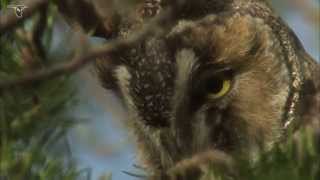 Longeared Owl closeup [upl. by Grunberg]