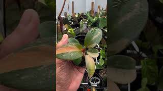 Philodendron Black Cardinal Varigata plants garden housplants [upl. by Adiol221]