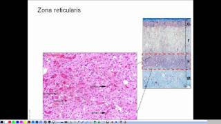 Morphology of the adrenal gland  presentation [upl. by Retsevlis]