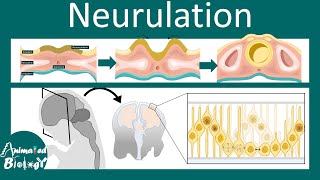 Neurulation  Neurogenesis  Neural tube folding  USMLE  Neurology [upl. by Trebleda358]