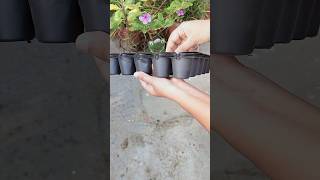 Unboxing Seedlings Tray gardening meesho plants [upl. by Kaenel]