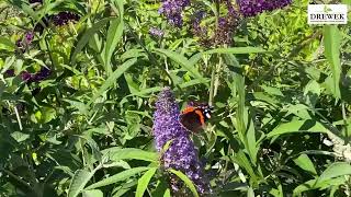 Buddleja davidii TRICOLOR [upl. by Nosnej156]