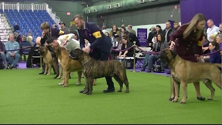 Bullmastiff Westminster dog show 2017 b [upl. by Ivetts]